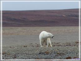 Dernière série avec cet ours on ne peut plus photogénique ! (Polar bear) - Creswell Bay - Somerset Island - Nunavut - Canada