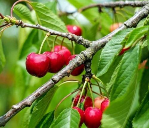 Arbre fruitier : Cerisier