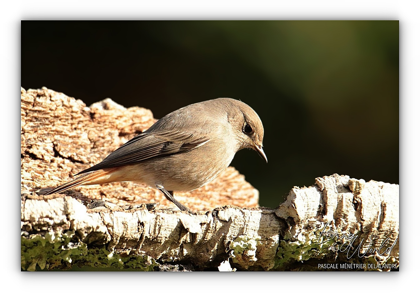 Certains Rougequeues ont décidé de rester au refuge cet hiver.