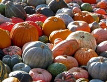 Courges : de nombreuses variétés