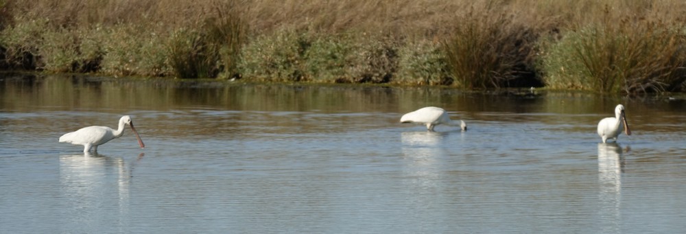 Trois spatules blanches, à la pêche...