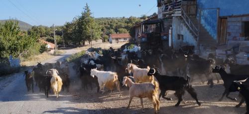 La route entre UŞAK et KUTHAYA
