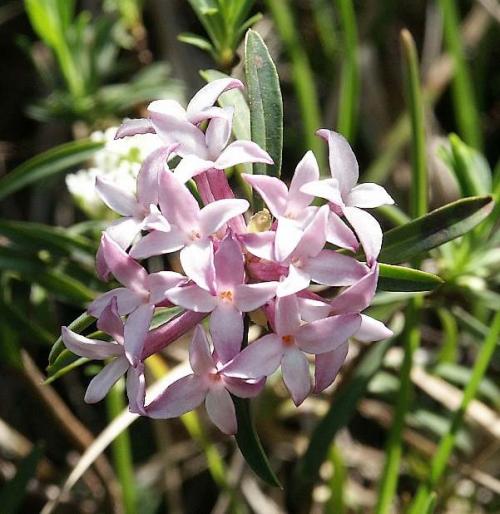 Fleur cultivée : Daphné