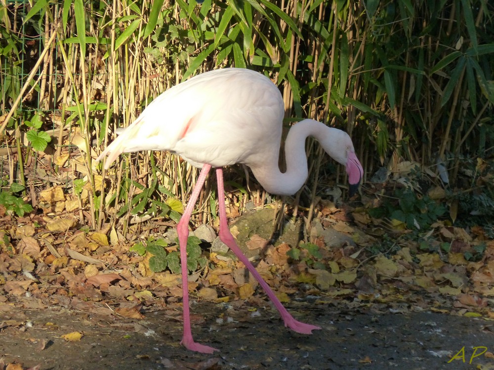 Le zoo avant sa fermeture annuelle