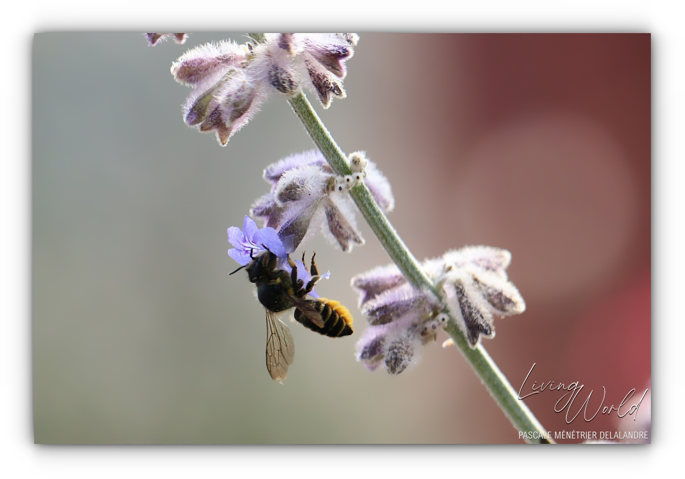 Abeille tapissière (et découpeuse)