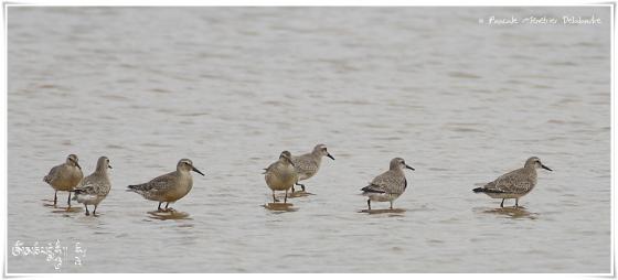 Bécasseau maubèche - Calidris canutus - Red Knot