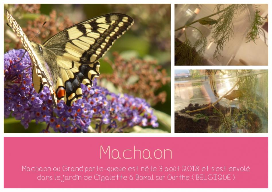 Fraire-part de naissance...