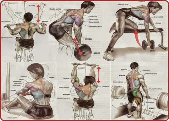 Que Des Muscles.