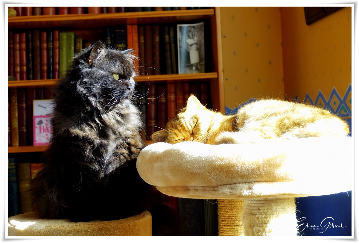 Les chats au soleil