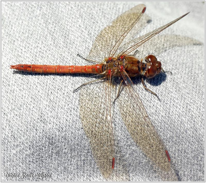 Sympétrum Strié (6) Sympetrum striolatum