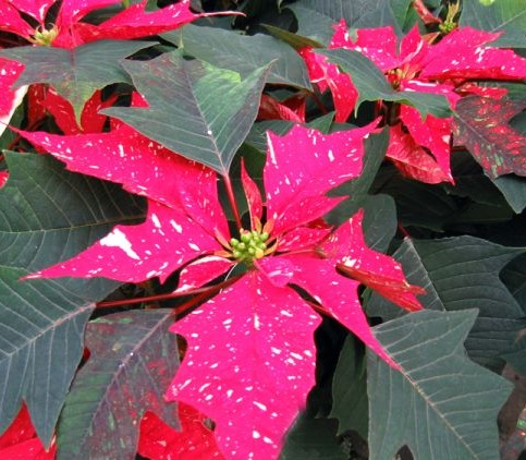 Fleurs cultivées : Poinsettia