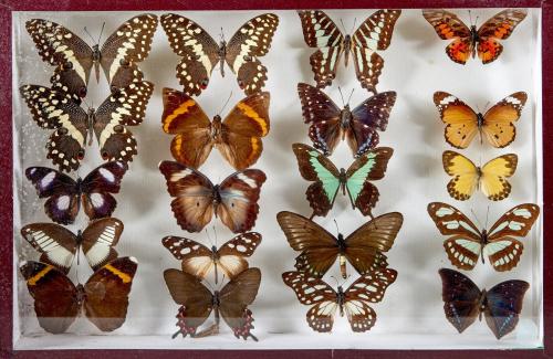LEPIDOPTERES 5