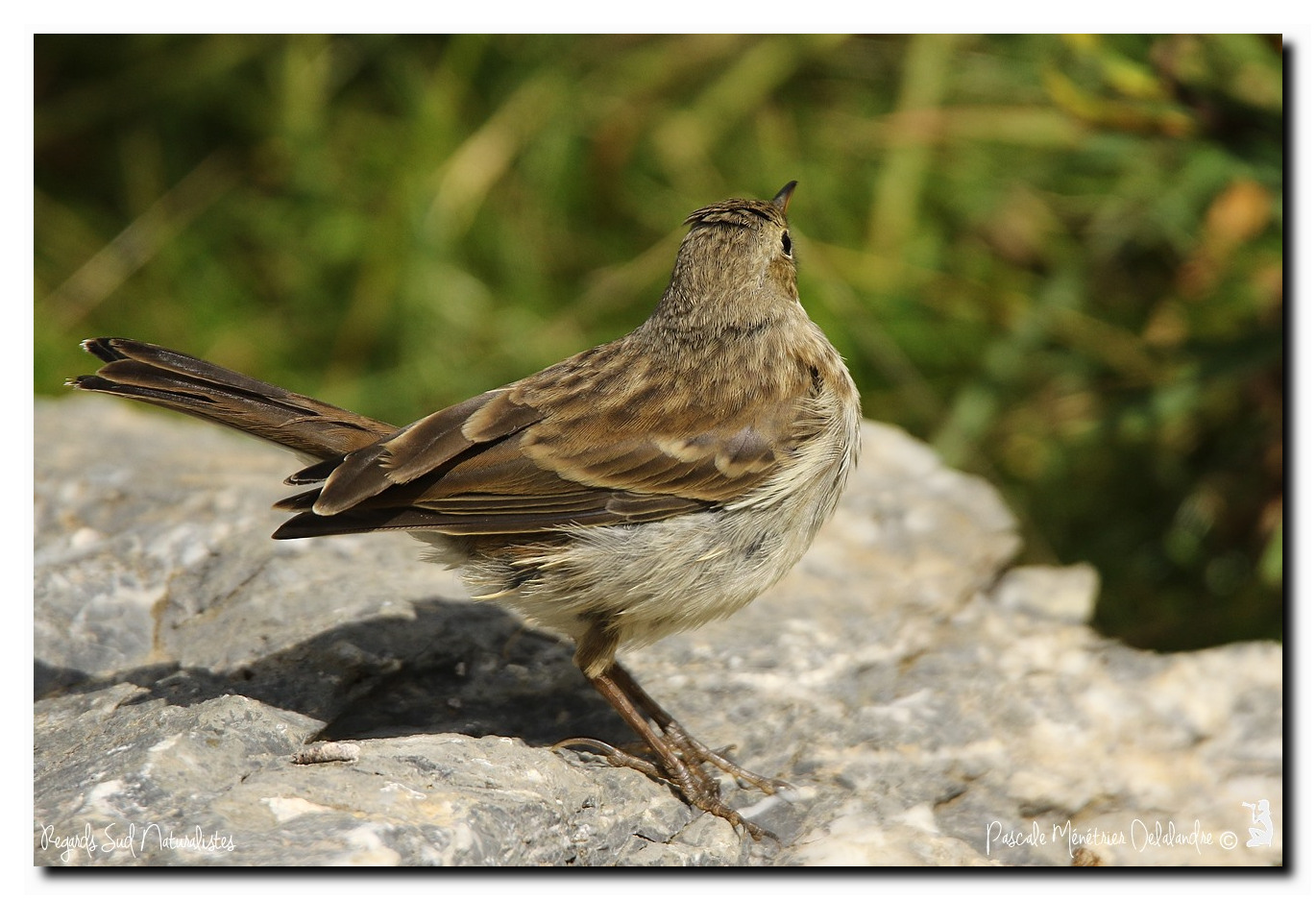 Pipit spioncelle